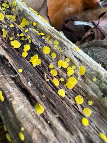 Calycina citrina, 2026-10-26