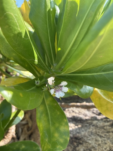 Scaevola taccada observed 2026-10-26