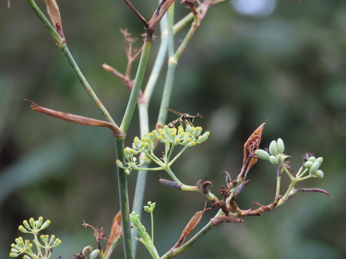 Eumenes mediterraneus