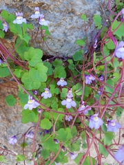Cymbalaria muralis