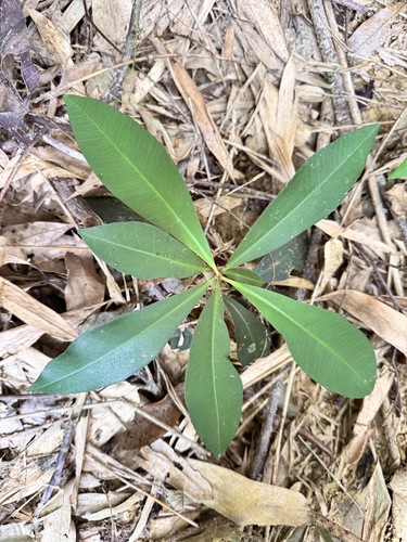 Ardisia sieboldii observed 2026-10-17