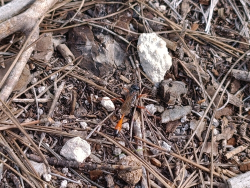 Ammophila heydeni