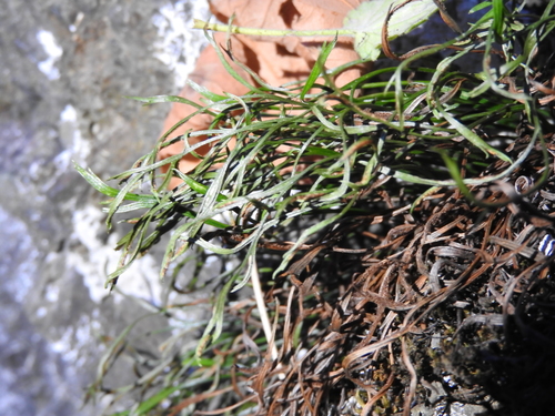 Asplenium septentrionale observed 2026-10-25