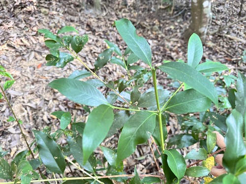 Diplospora dubia observed 2026-10-17