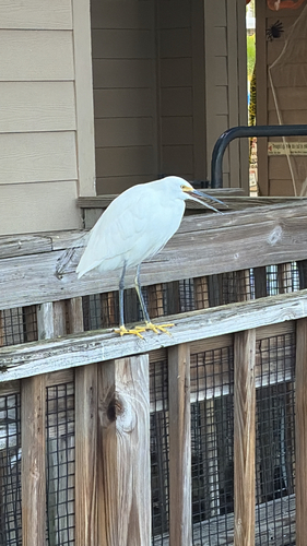 Snowy Egret