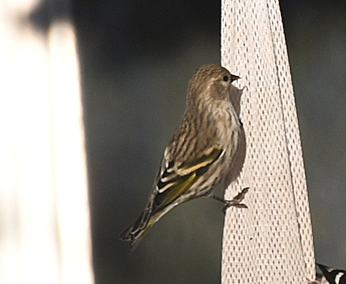 Pine Siskin
