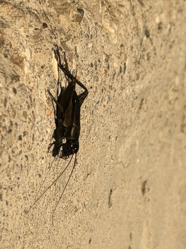 Fall Field Cricket