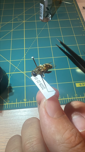 Common Drone Fly