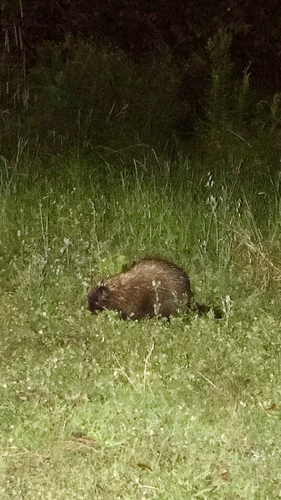 North American Porcupine