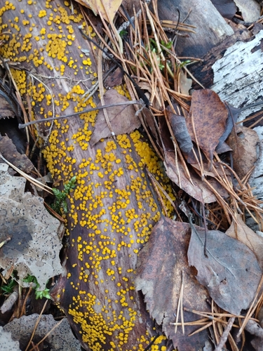 Calycina citrina, 2026-10-26