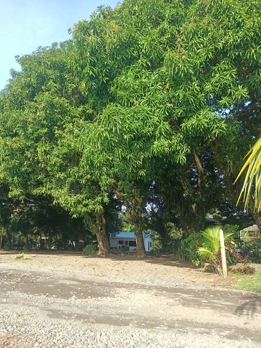 Mangifera indica observed 2026-10-26