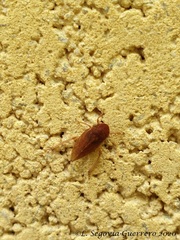 Aphrodini