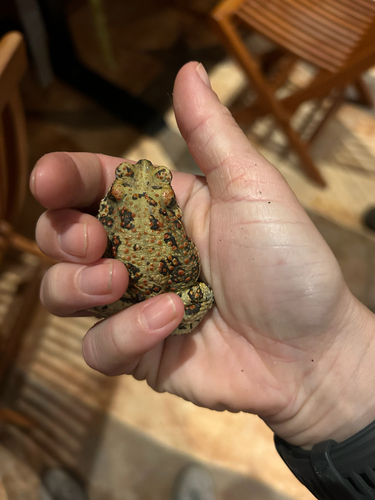 Red-spotted Toad