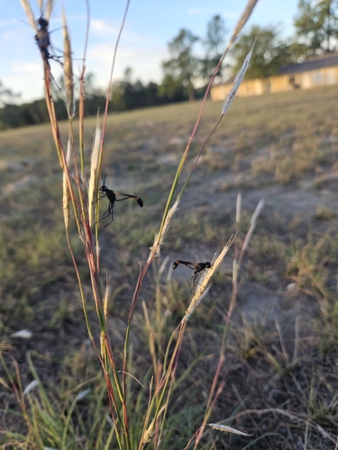 Thread-waisted Sand Wasps