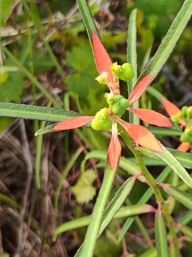 Euphorbia heterophylla observed 2026-10-26