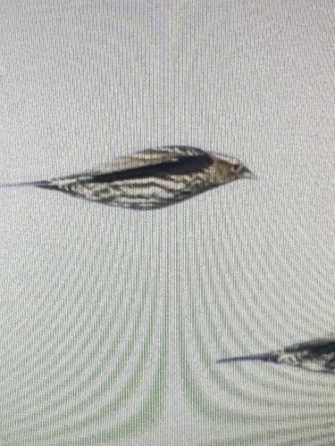 Pine Siskin