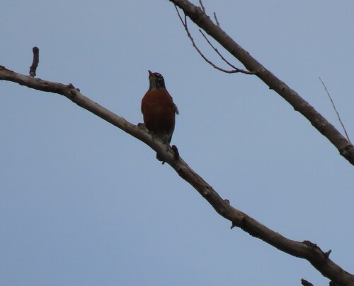 American Robin