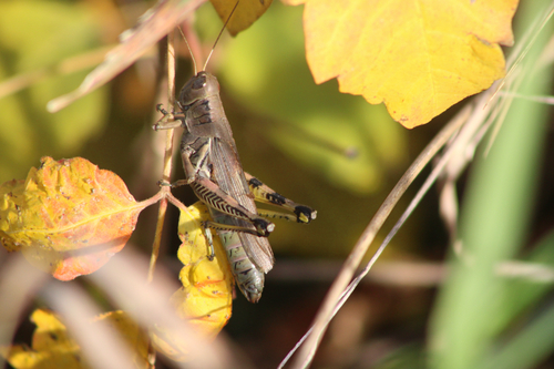 Differential Grasshopper