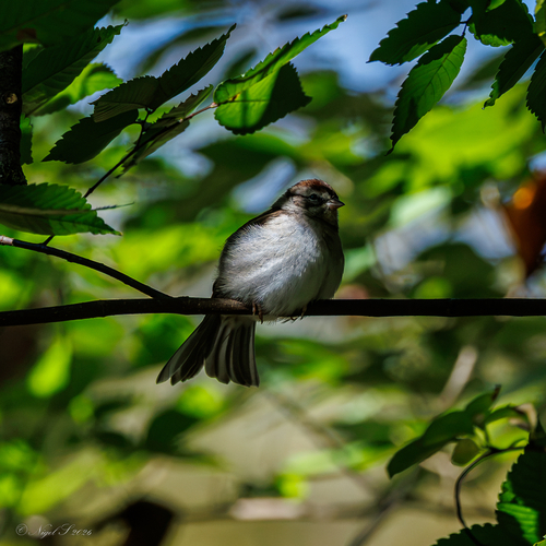 Chipping Sparrow