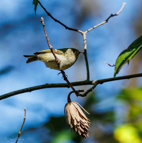 Ruby-crowned Kinglet
