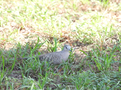Inca Dove