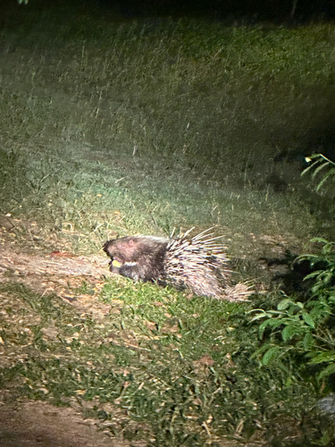 Hystrix brachyura observed 2026-10-25
