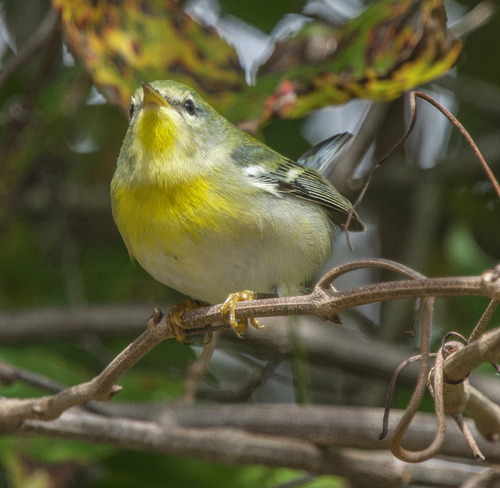 Northern Parula