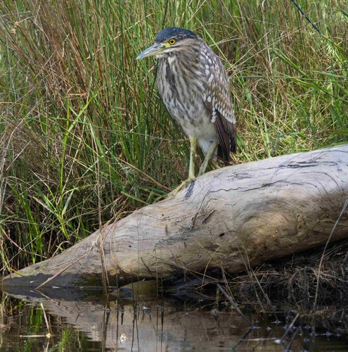 Nankeen Night Heron