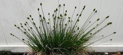 Carex