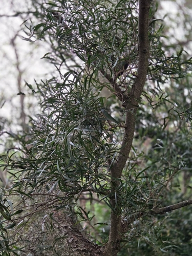 Acacia confusa observed 2026-10-26