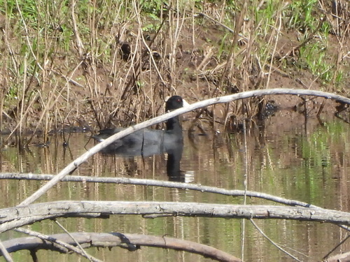 American Coot