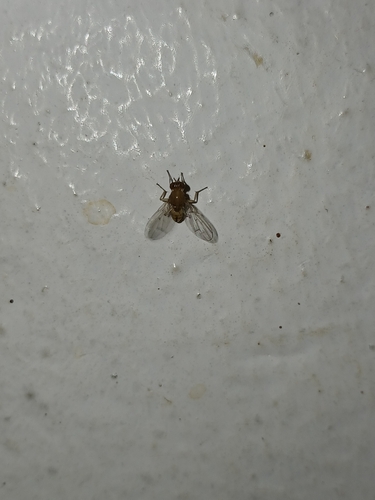 Common Blackflies