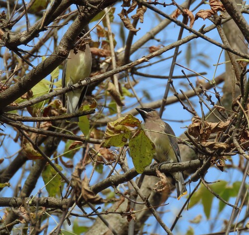 Cedar Waxwing