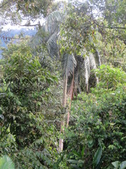 Ceroxylon echinulatum