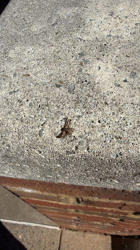 Ground Crab Spiders