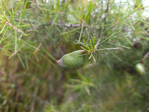 Hakea sericea observed 2026-10-26