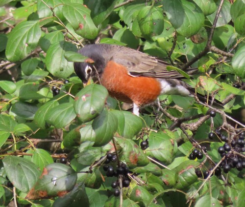 American Robin