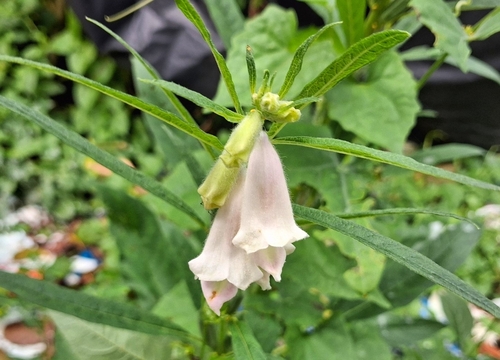 Sesamum indicum observed 2026-10-24
