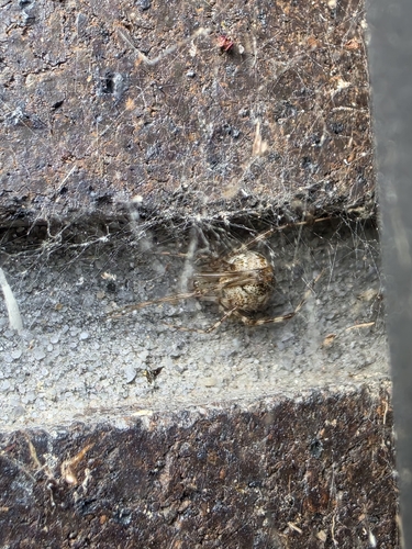 Theridion observed 2026-10-26