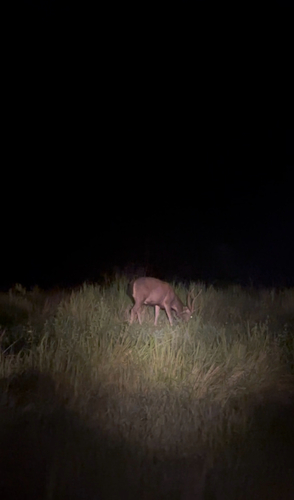 Rusa unicolor observed 2026-10-25