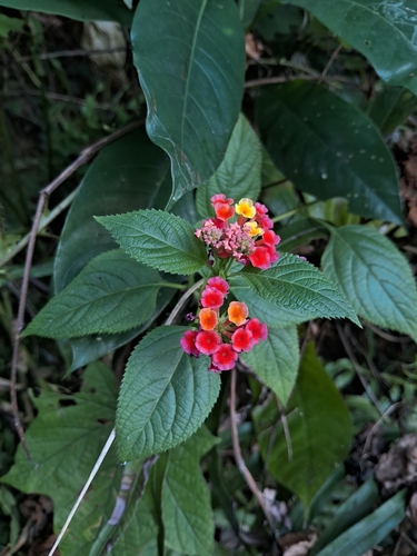 Lantana camara observed 2026-10-26