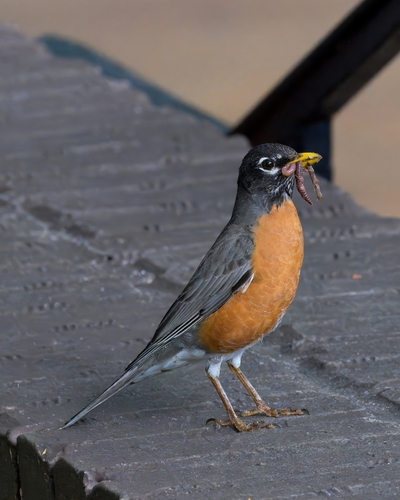 American Robin