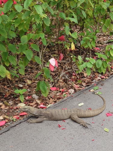 Varanus nebulosus observed 2026-10-26