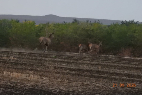 Cervus elaphus
