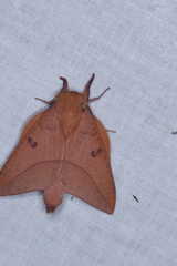 Adeloneivaia subangulata