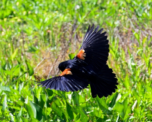 Red-winged Blackbird