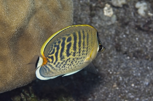 Chaetodon punctatofasciatus observed 2026-10-18