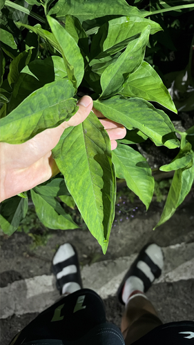 Syngonium angustatum observed 2026-10-26