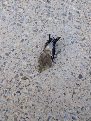 American Goldfinch