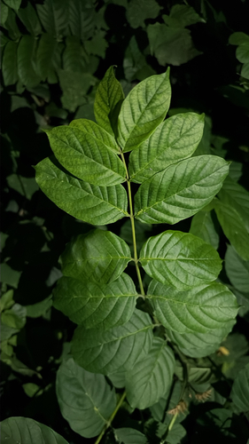 Spathodea campanulata observed 2026-10-26